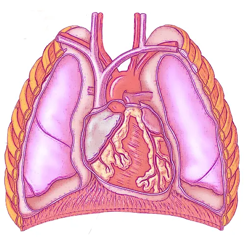 Thoracic and Cardiovascular Surgery